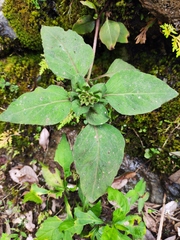 Lysimachia alfredii