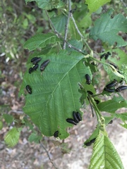 Chrysomela interrupta