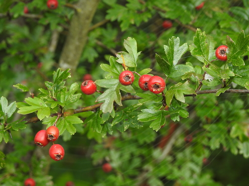 Crataegus monogyna