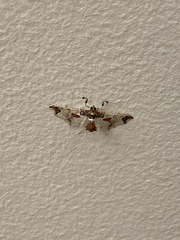 Neoleucinodes elegantalis