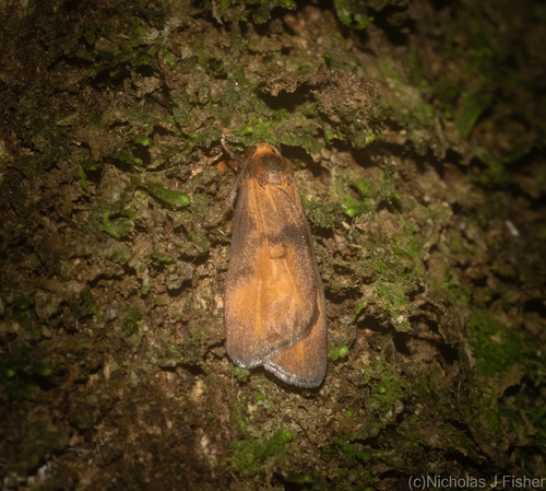 Lambula pristina Walker, 1866