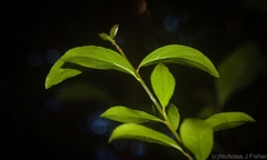Pittosporum lancifolium