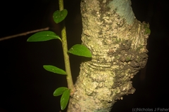Pittosporum lancifolium