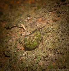 Cotylana angustifrons