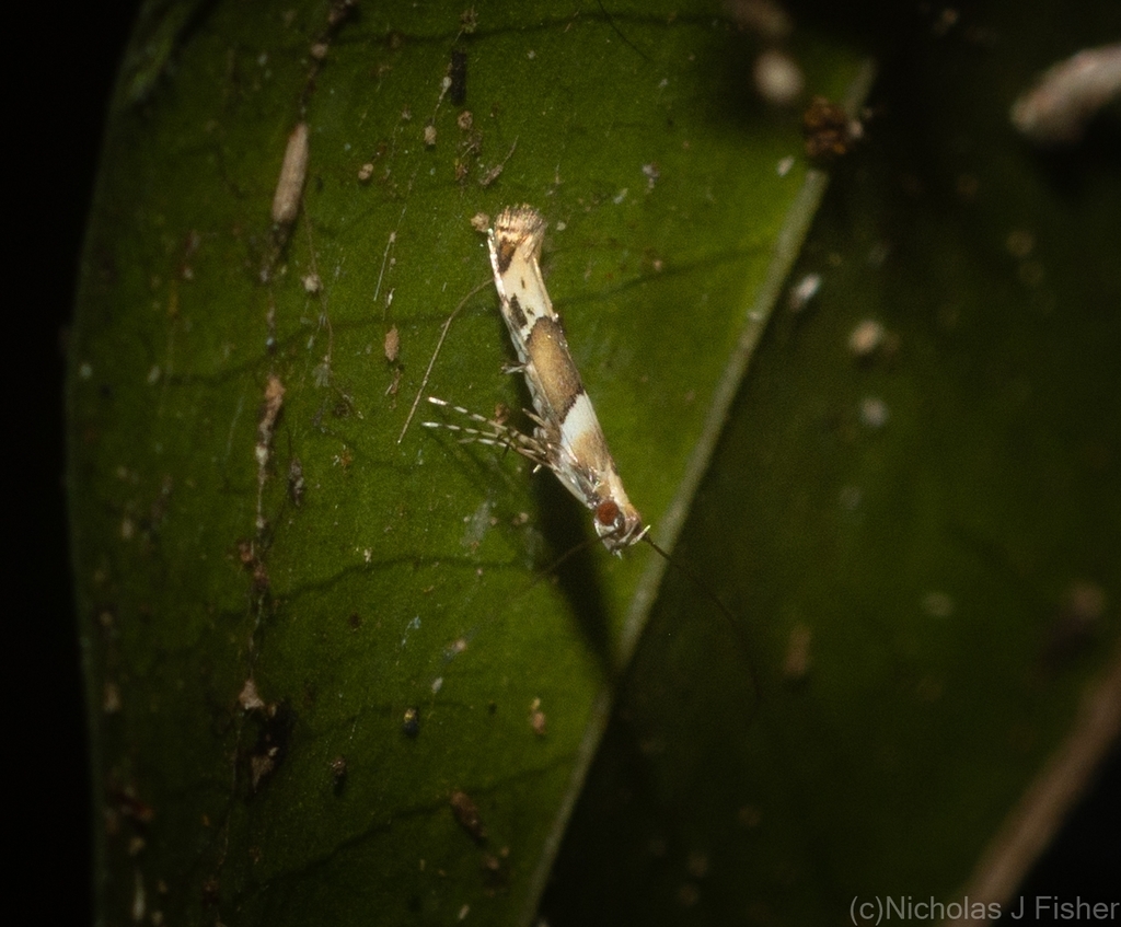 Acrocercops enchlamyda