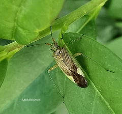 Closterotomus trivialis