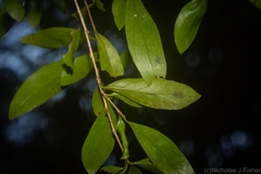 Pittosporum lancifolium
