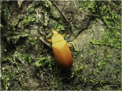 Cistelina tricolor