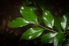 Casearia multinervosa