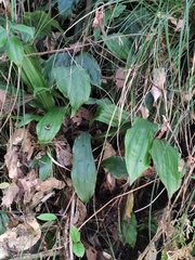 Calanthe graciliflora