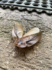 Blaberinae