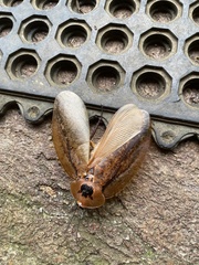 Blaberinae