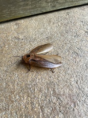 Blaberinae