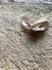 Blaberinae