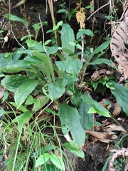 Calanthe graciliflora