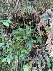 Calanthe graciliflora