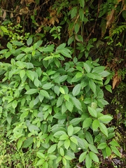 Hydrangea paniculata