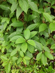 Hydrangea paniculata
