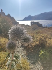 Echinops spinosissimus bithynicus