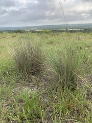 Muhlenbergia lindheimeri