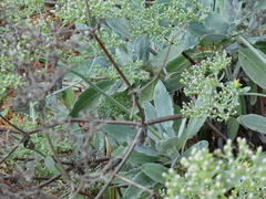 Eriogonum giganteum