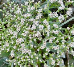 Eriogonum giganteum