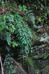 Polygonatum cyrtonema