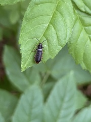 Cantharis paludosa