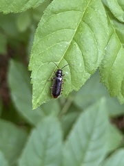 Cantharis paludosa