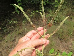 Amorpha paniculata