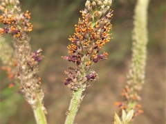 Amorpha paniculata