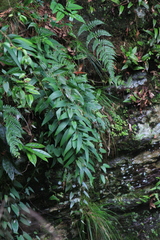Polygonatum cyrtonema
