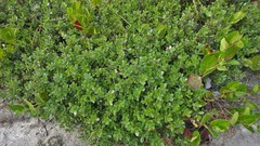 Arctostaphylos nummularia