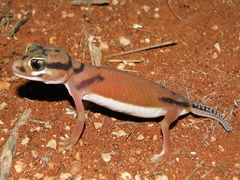 Nephrurus laevissimus