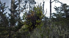 Exobasidium vaccinii-uliginosi