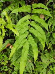 Menisciopsis penangiana