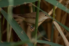 Acrocephalus scirpaceus