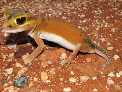 Nephrurus laevissimus