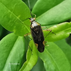 Closterotomus trivialis