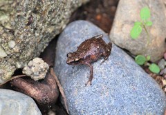 Eleutherodactylus pallidus