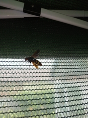 Megascolia maculata maculata