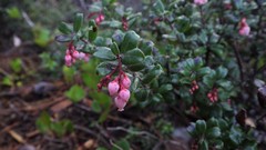 Arctostaphylos nummularia