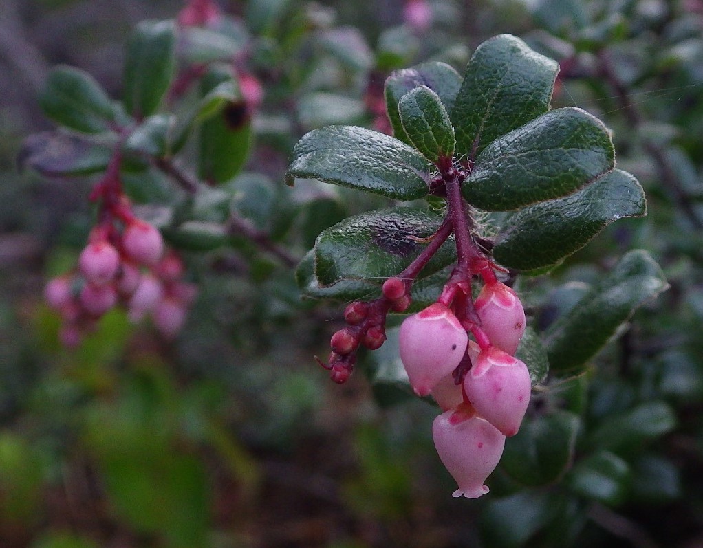 Arctostaphylos nummularia