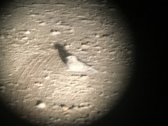 Caprimulgus aegyptius