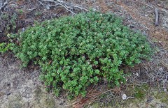 Arctostaphylos nummularia