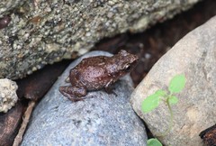 Eleutherodactylus pallidus