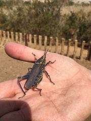 Poekilocerus bufonius