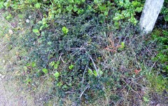 Ceanothus gloriosus gloriosus