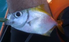 Schuettea scalaripinnis