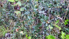 Ceanothus gloriosus gloriosus
